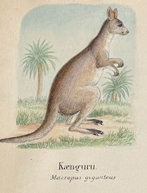 Original Watercolor of Kangaroo (Native to Australia)