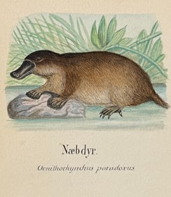 Original Watercolor of Platypus (Native to Australia)
