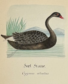 Original Watercolor of Black Swan (Native to Australia)