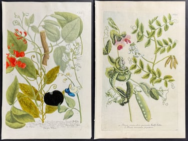 Weinmann - 6 Botanical Engravings (Pea Plants with Pods, Phaseolus)