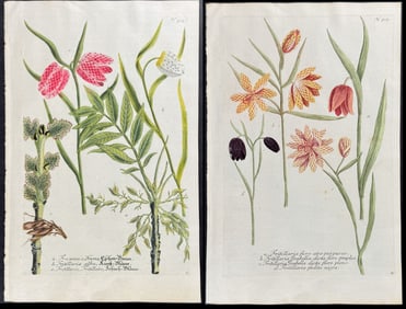 Weinmann - Pair of Fritillary Engravings