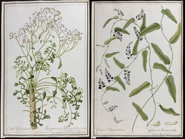 4 Original Botanical Watercolors after Franz, Ledelmaier for Curtis, Commelin, Jacquin (according to