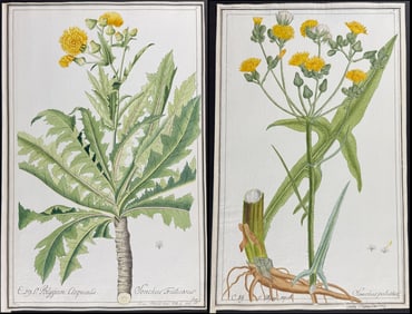 4 Original Botanical Watercolors after Herz, Ledel for Jacquin, Curtis (according to Linnaeus