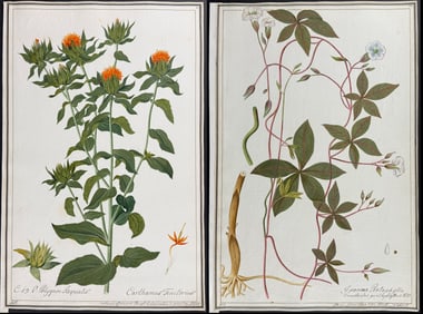 4 Original Botanical Watercolors after Ledelmaier, Herz for Kitai, Rumph, Jacquin (according to