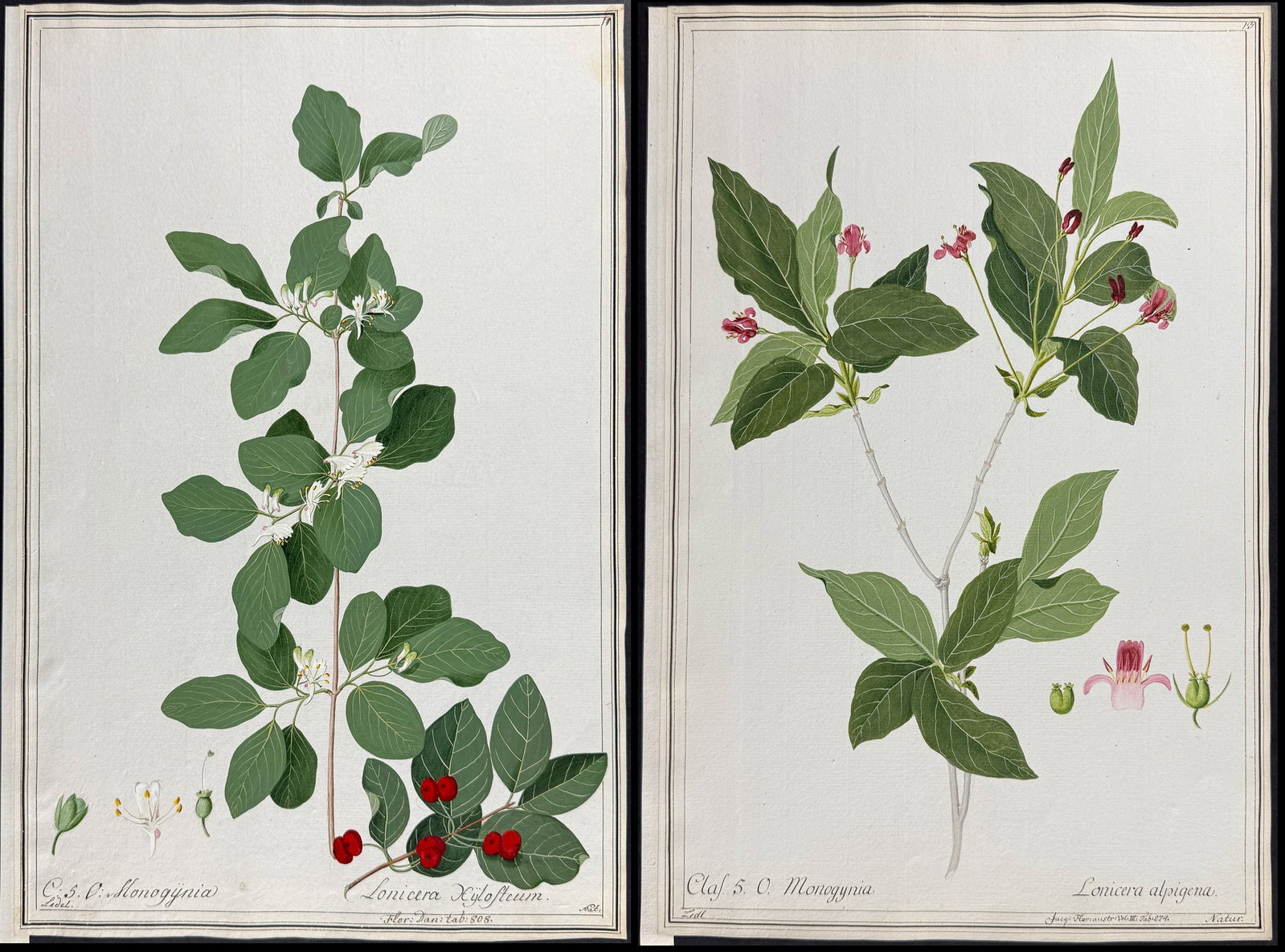 4 Original Botanical Watercolors after Ledel for Curtis, Jacquin (according to Linnaeus system): This superb original botanical watercolor is from a manuscript entitled Hortus Botanicus which illustrated plants according to the Linnaean system and Willdenow's revisions. The manuscript was complet