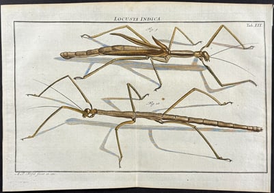 Roesel - Walking Stick (Locust). 19