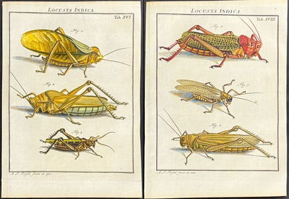 Roesel - Pair of Grasshoppper or Locust Engravings