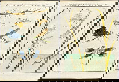 Roesel - 3 Dragonfly Engravings