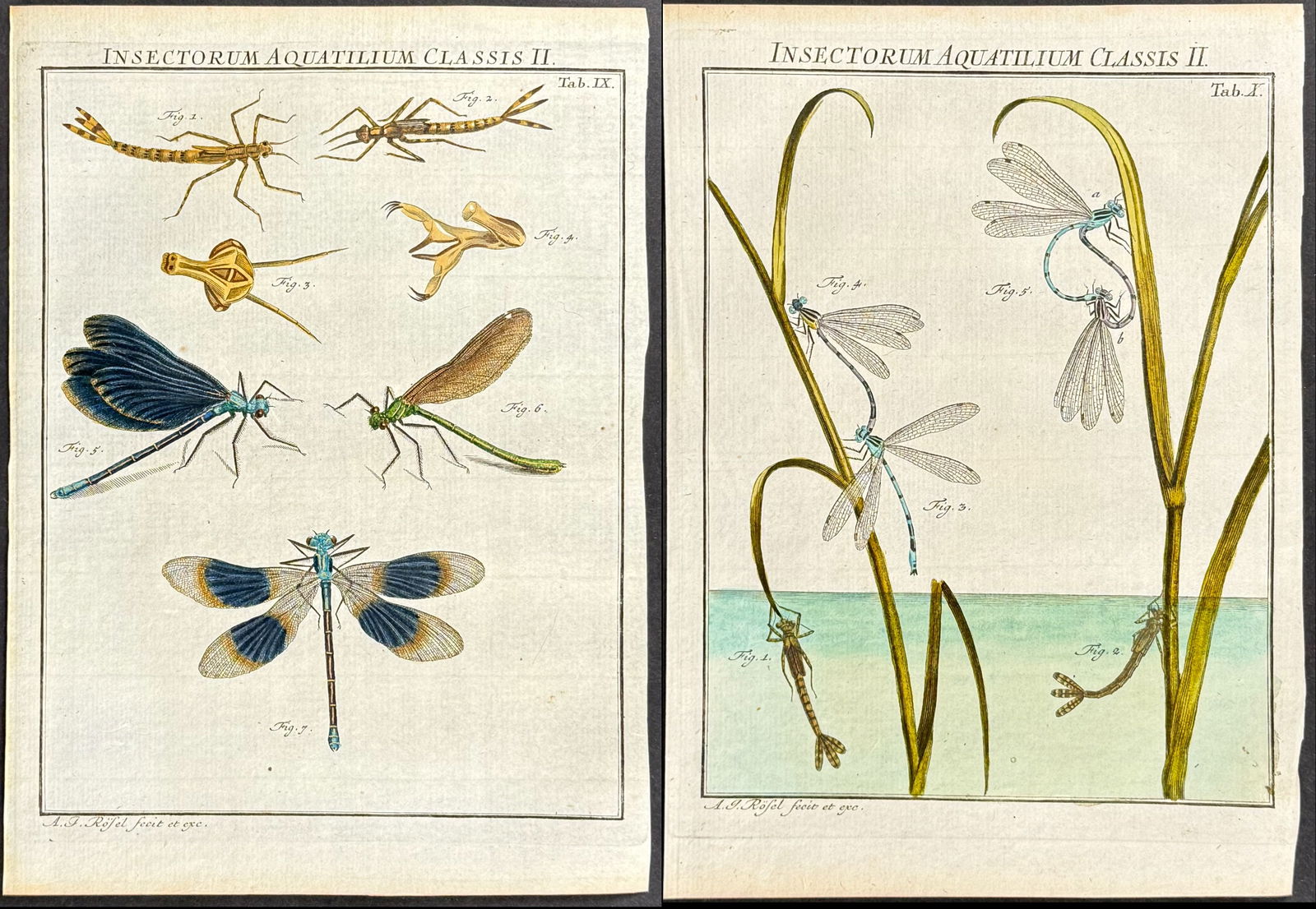Roesel - 3 Dragonfly Engravings (1 of 4)