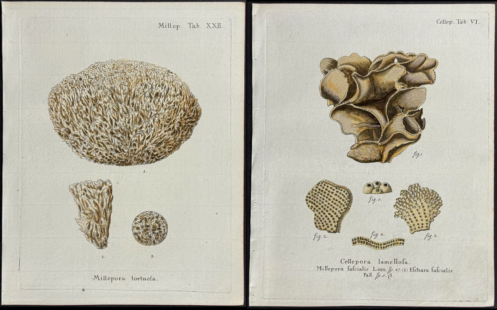 Esper- 9 Sea Life Engravings (Coral or Sea Sponge) (1 of 10)