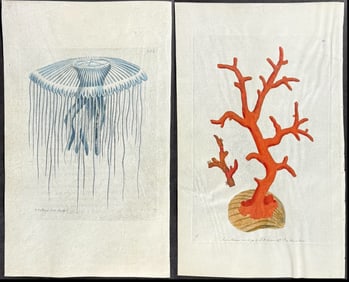 Shaw & Nodder, On Vellum - 3 Sea Life Engravings