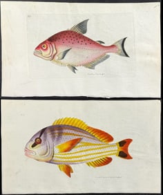 Shaw & Nodder, On Vellum - 4 Fish Engravings
