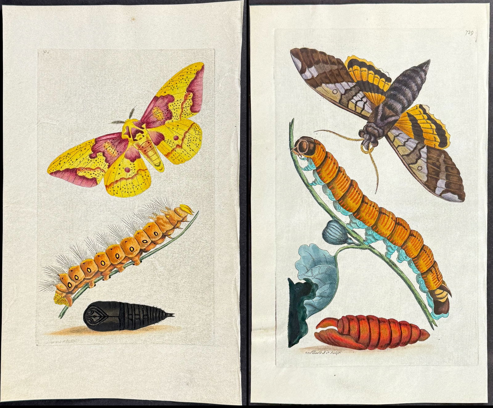 Shaw & Nodder, On Vellum - 4 Moth Metamorphosis Engravings (1 of 5)