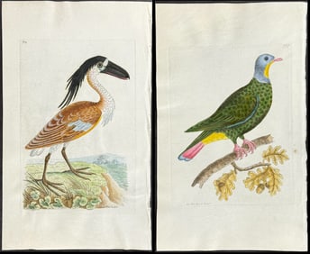 Shaw & Nodder, On Vellum - 3 Bird Engravings
