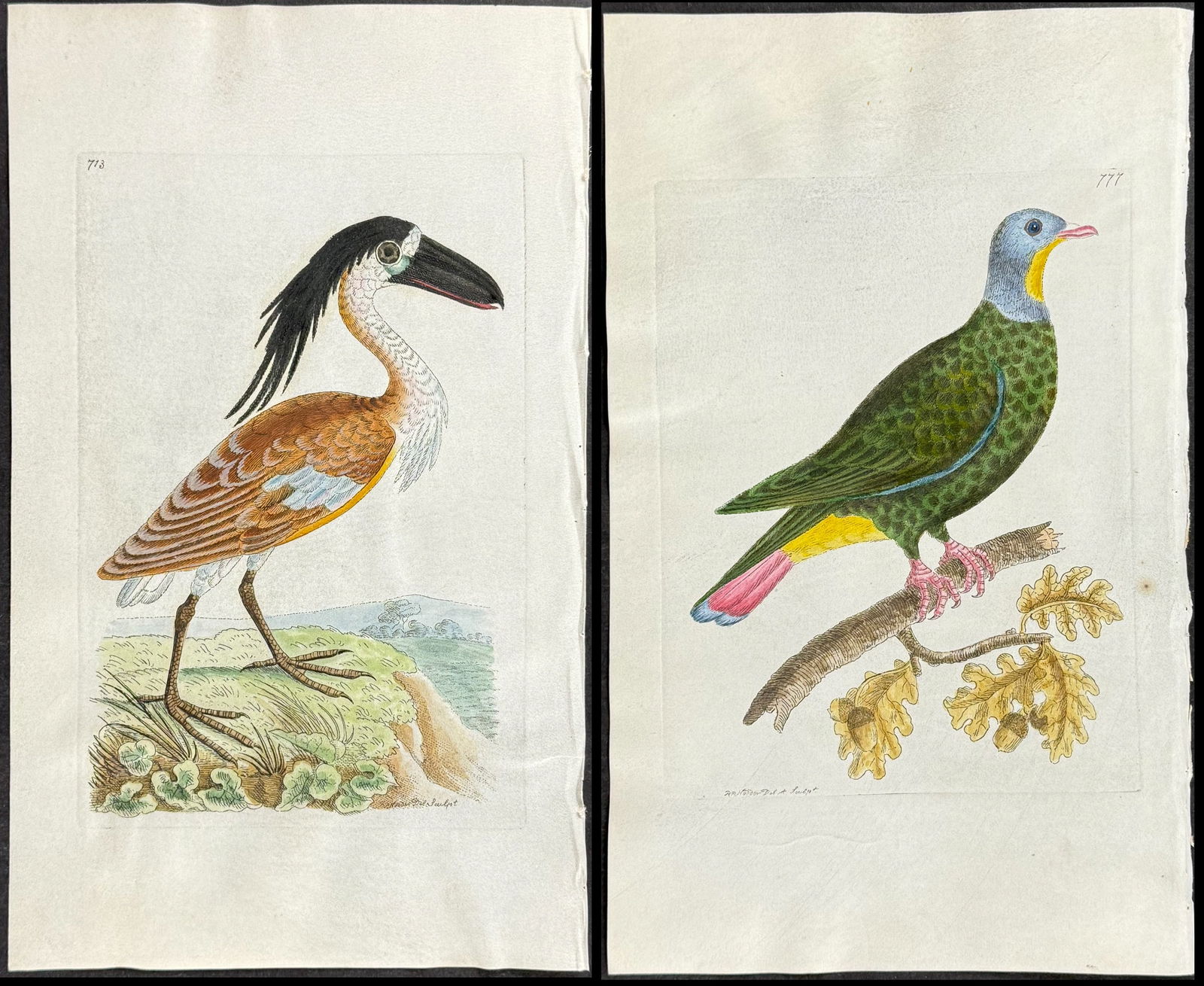 Shaw & Nodder, On Vellum - 3 Bird Engravings (1 of 4)