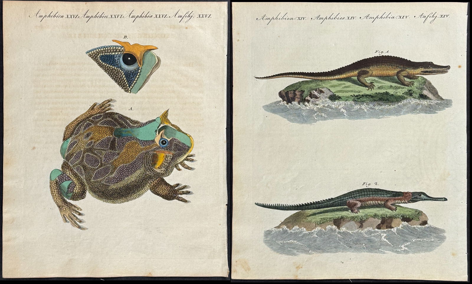 Bertuch - 4 Reptile or Amphibian Engravings (Frog or Toad, Crocodile or Alligator) (1 of 5)