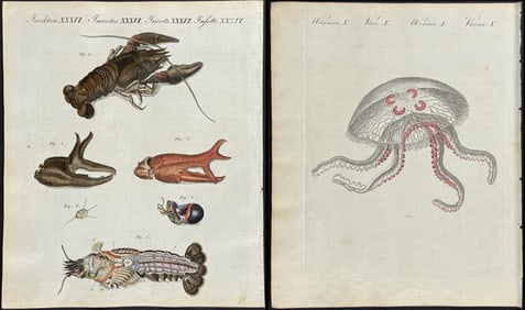 Bertuch - 8 Sea Life Engravings (Jellyfish, Coral, Lobster, Shrimp, Shell or Fossil)