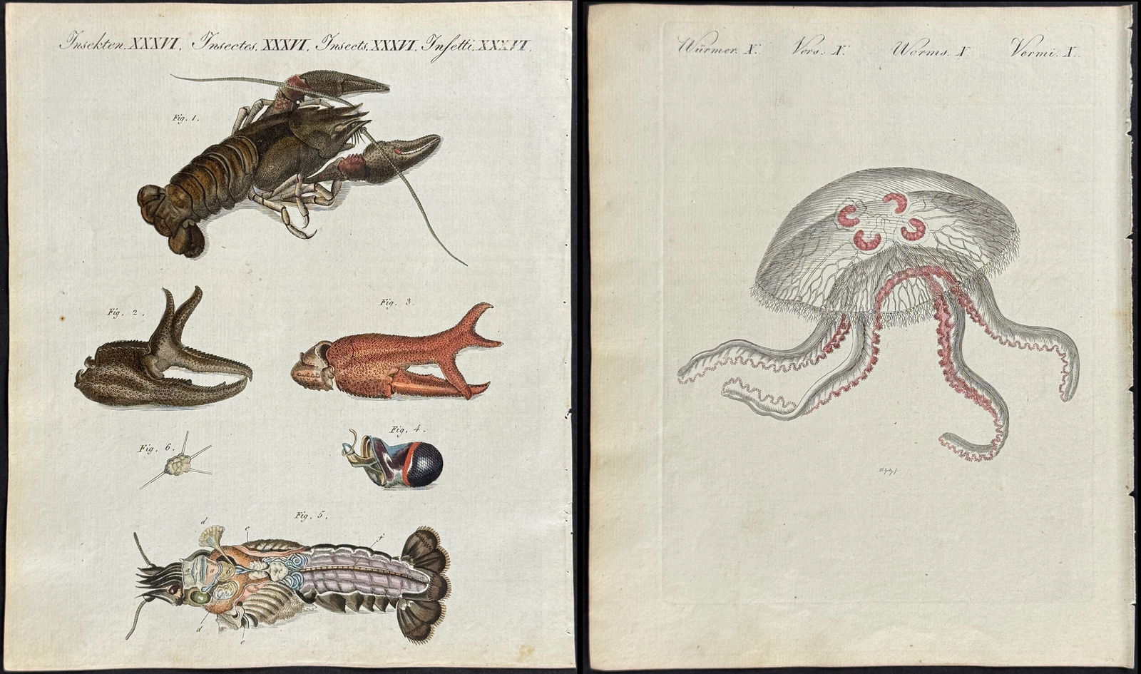 Bertuch - 8 Sea Life Engravings (Jellyfish, Coral, Lobster, Shrimp, Shell or Fossil) (1 of 9)