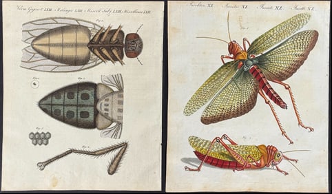 Bertuch - 5 Insect Engravings (Locus, Spider, Butterfly, Beetle, Fly)