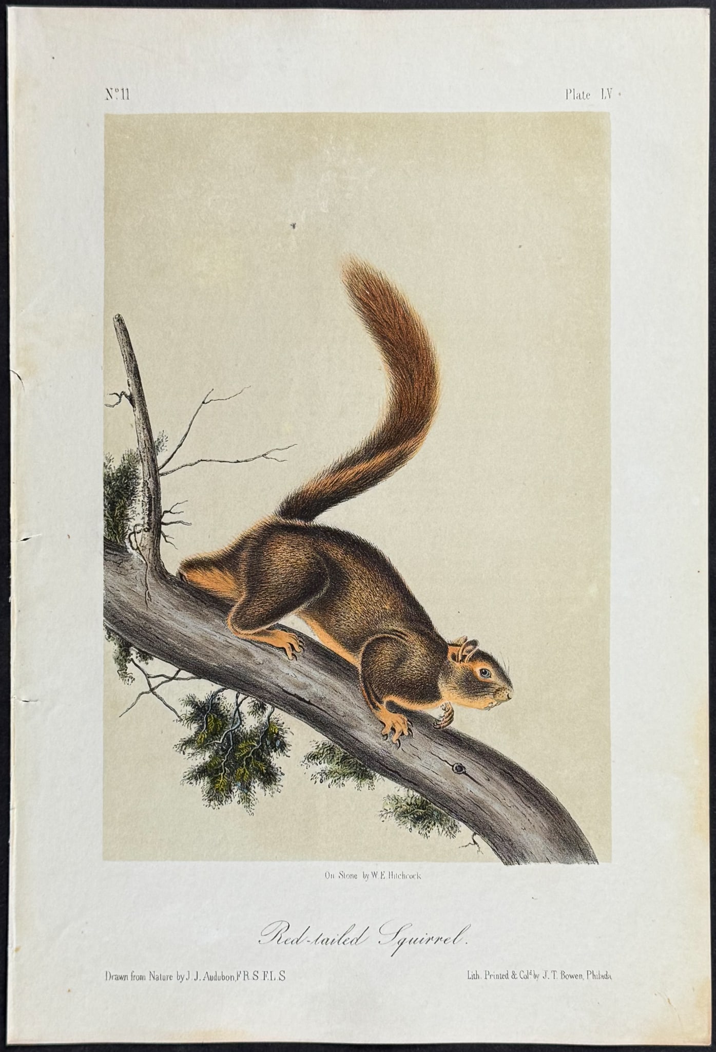 Audubon - Red-tailed Squirrel. 55 (1 of 1)