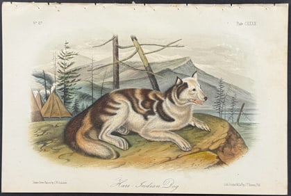 Audubon - Hare Indian Dog. 132