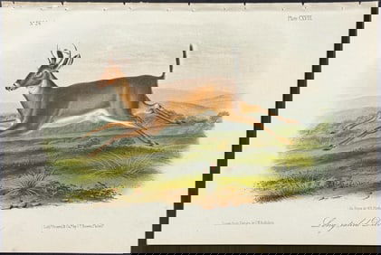 Audubon - Long-tailed Deer. 118