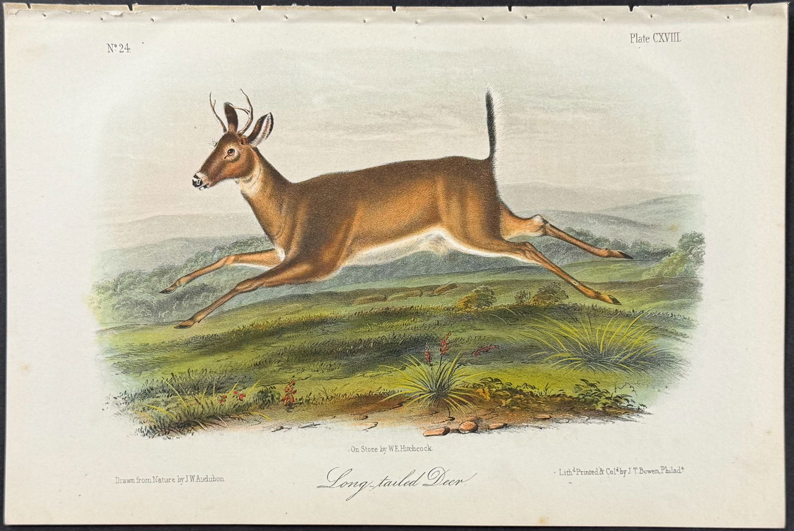 Audubon - Long-tailed Deer. 118 (1 of 1)