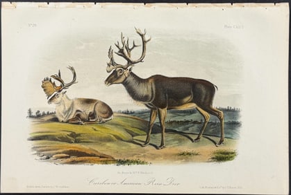Audubon - Caribou or American Reindeer. 126
