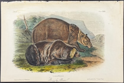 Audubon - Grizzly Bear. 131