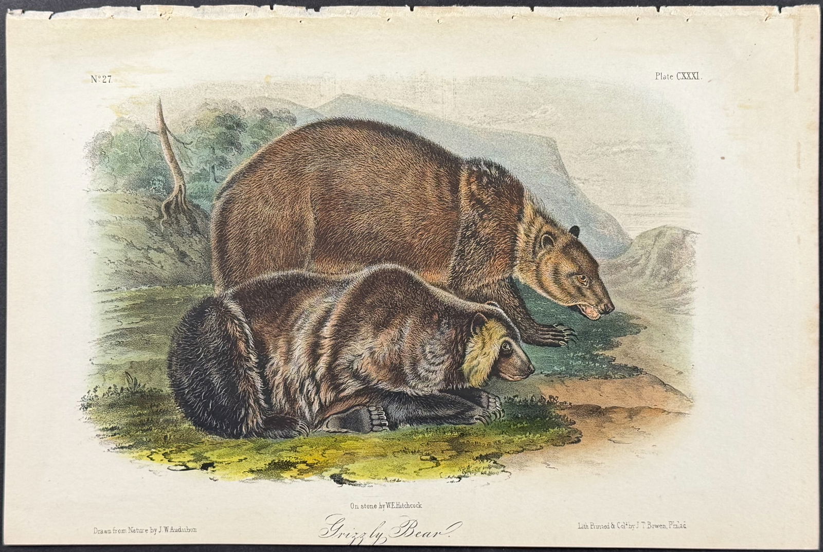Audubon - Grizzly Bear. 131 (1 of 1)