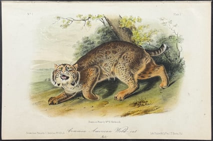 Audubon - Common American Wild-Cat. 1
