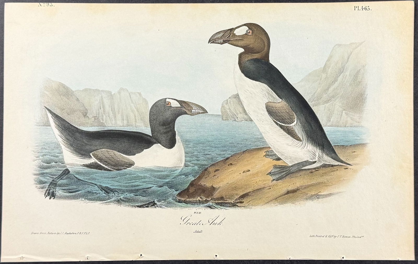 Audubon - Great Auk. 465 (1 of 1)