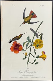 Audubon - Mango Hummingbird. 251