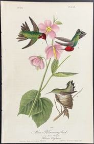 Audubon - Anna Hummingbird. 252