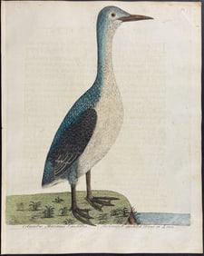 Albin - Greatest Speckled Diver or Loon. 82