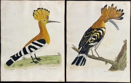 Albin - Pair of Hoopoe Engravings