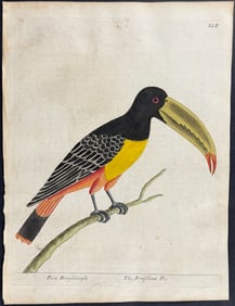 Albin - Toucan. 25