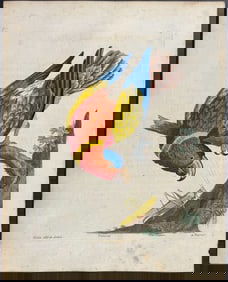 Albin - Parrot & Grasshopper. 13