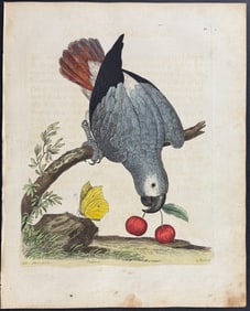 Albin - African Grey Parrot. 12