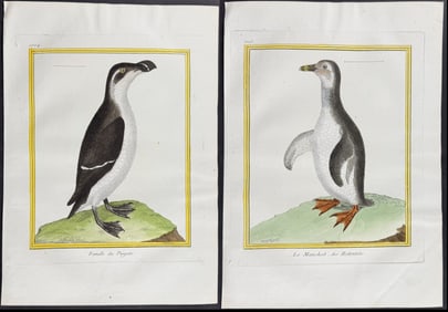 Martinet & Buffon - 3 Penguin or Auk Engravings