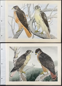 Brasher - 5 Hawk Prints