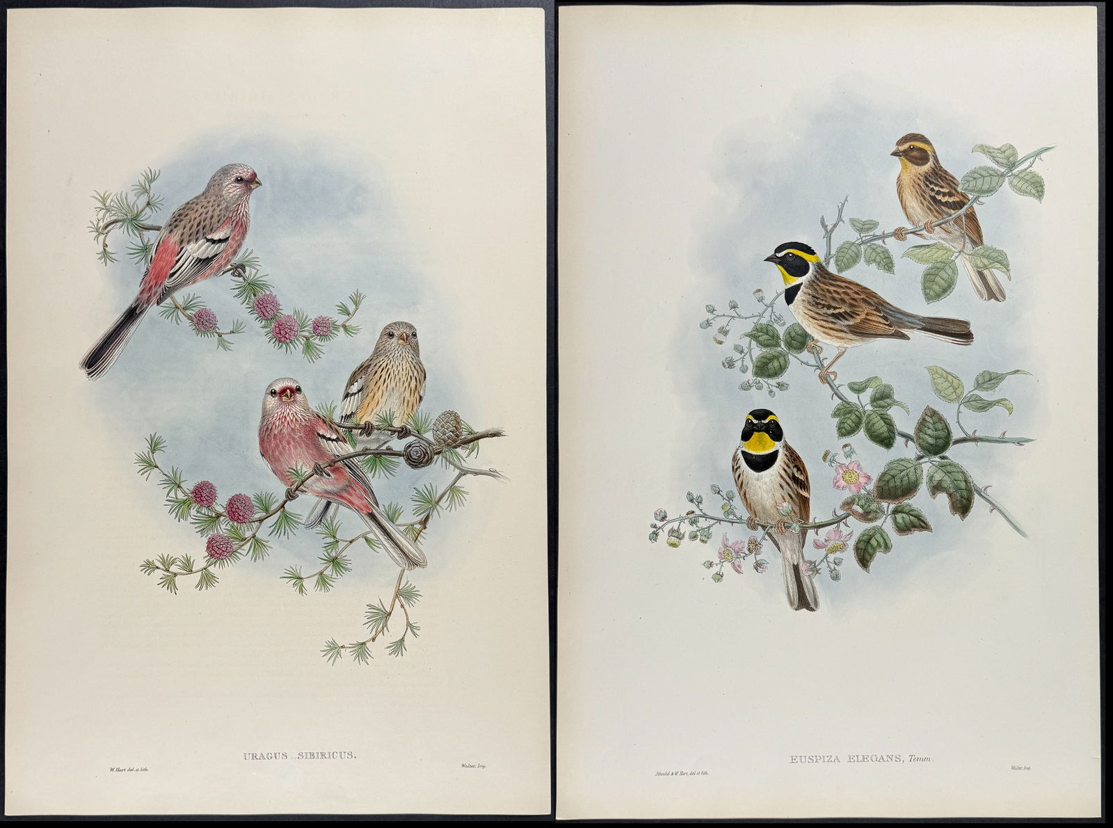 Gould - 6 Bird Lithographs (Finch, Grosbeak, Bunting) (1 of 6)