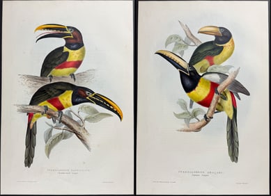 Gould - Pair of  Aracari or Toucan Lithographs