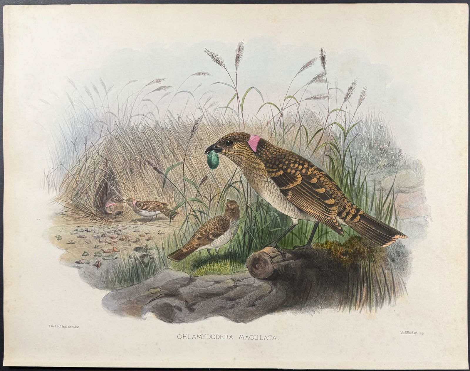 Elliot - Spotted Bower-Bird: This stunning folio lithograph is from Daniel Giraud Elliot's A Monograph of the Paradiseidae, or Birds of Paradise. The work was published in London by the Elliot for subscribers in 1873. Each origin