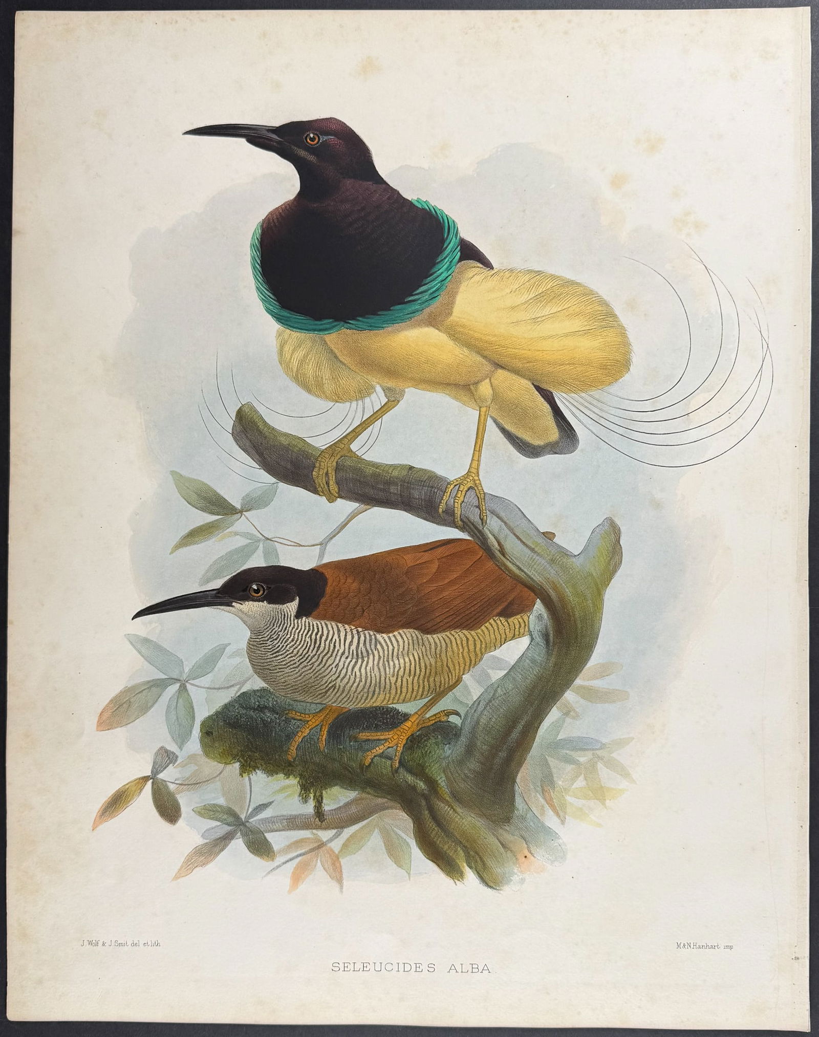 Elliot - Twelve-wire Bird of Paradise (1 of 1)