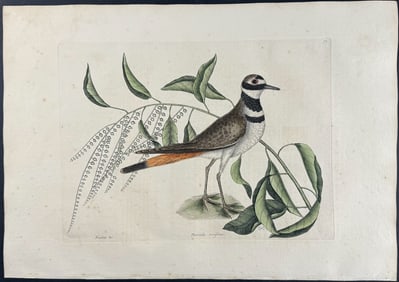 Catesby, First Ed - Chattering Plover with Sorrel Tree. 1-71