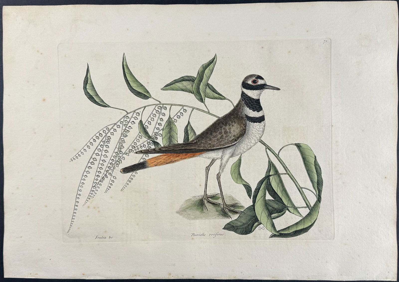 Catesby, First Ed - Chattering Plover with Sorrel Tree. 1-71: We are pleased to offer this folio engraving from Mark Catesby?s The Natural History of Carolina, Florida and the Bahama Islands: Containing the Figures of Birds, Beasts, Fishes, Serpents, Insects, an