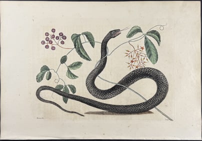 Catesby, First Ed - Black Snake with Mock Grape. 2-48