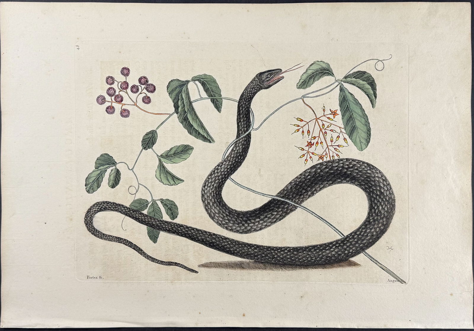 Catesby, First Ed - Black Snake with Mock Grape. 2-48: We are pleased to offer this folio engraving from Mark Catesby?s The Natural History of Carolina, Florida and the Bahama Islands: Containing the Figures of Birds, Beasts, Fishes, Serpents, Insects, an