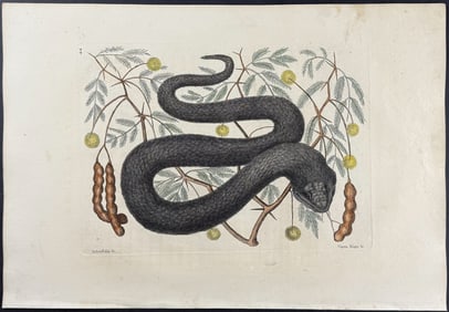 Catesby, First Ed - Black Viper or Water Moccasin with Bahaman Legume. 2-44